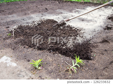 Loosening the soil with a rake and deoxidizing the soil with dolomite flour in the garden in spring, close-up. Copy space for text, neutralizing soil Loosening the soil with a rake and deoxidizing the soil with dolomite flour in the garden in spring, close-up. Copy space for text, neutralizing soil 126233632