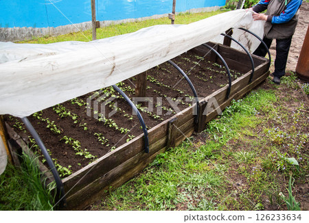 Covering plants in the country with film from frost. Copy space for text 126233634