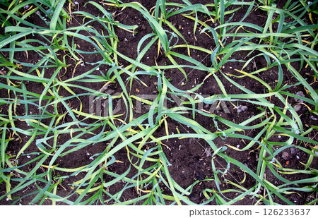 Green garlic in the garden after rain, top view, background, close-up 126233637