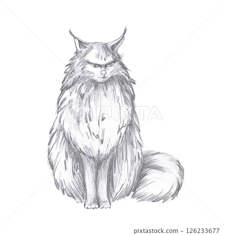 Angry sitting cat with fluffy tail. Isolated pencil illustration for Halloween theme party decoration, interior, fabric printing, posters, postcards. Angry sitting cat with fluffy tail. Isolated pencil illustration for Halloween theme party decoration, interior, fabric printing, posters, postcards. 126233677
