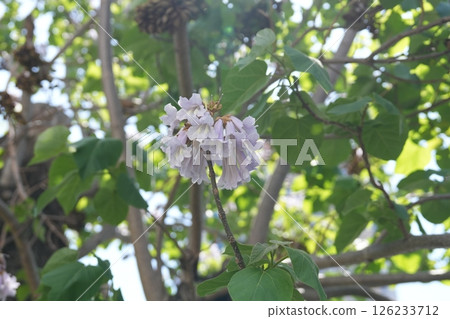 Rose flower Rose flower 126233712