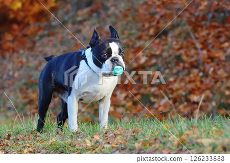 Purebred boston terrier in nature Purebred boston terrier in nature 126233888