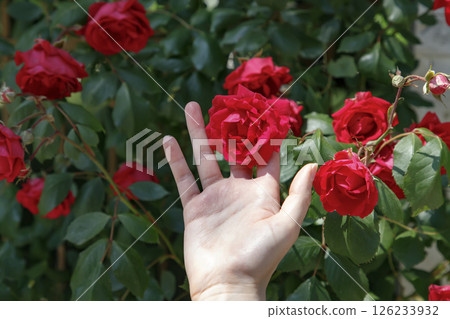 hand holding a red rose 126233932
