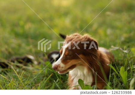 A brown and white dog is laying in the grass 126233986