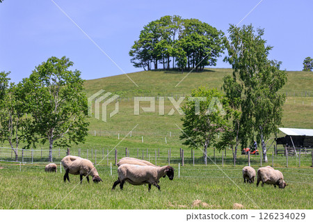 A flock of Suffolk sheep grazing in Takikawa, Hokkaido [August] 126234029