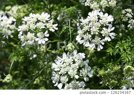 奧爾良·懷特賽 126234167