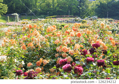 The rose garden at Utsubo Park is in full bloom 126234212