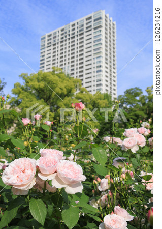 The rose garden at Utsubo Park is in full bloom The rose garden at Utsubo Park is in full bloom 126234216