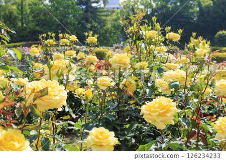 The rose garden at Utsubo Park is in full bloom 126234233