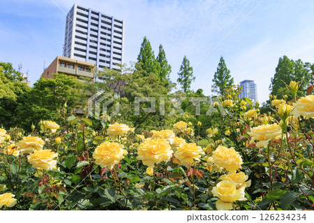 The rose garden at Utsubo Park is in full bloom 126234234