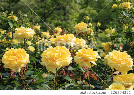The rose garden at Utsubo Park is in full bloom 126234235