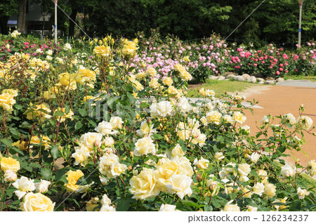 The rose garden at Utsubo Park is in full bloom The rose garden at Utsubo Park is in full bloom 126234237