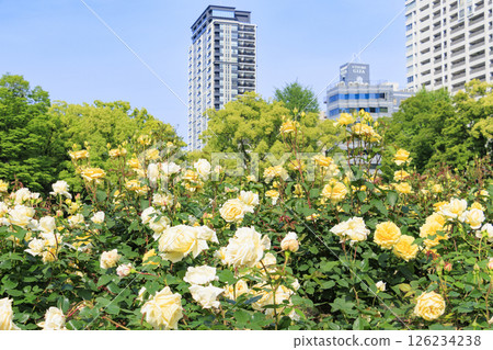 The rose garden at Utsubo Park is in full bloom The rose garden at Utsubo Park is in full bloom 126234238