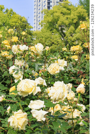 The rose garden at Utsubo Park is in full bloom 126234239