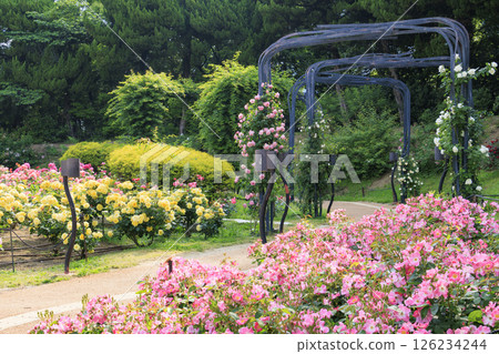 The rose garden at Utsubo Park is in full bloom 126234244