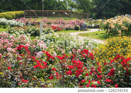 靭公園的玫瑰園正盛開 126234250