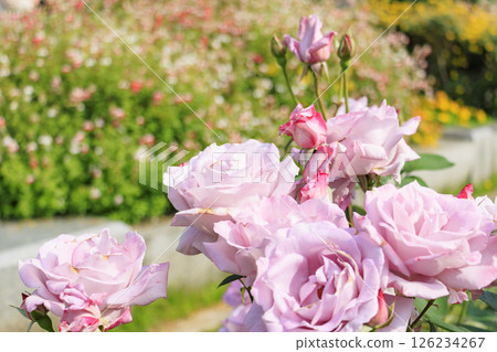 The rose garden at Utsubo Park is in full bloom 126234267