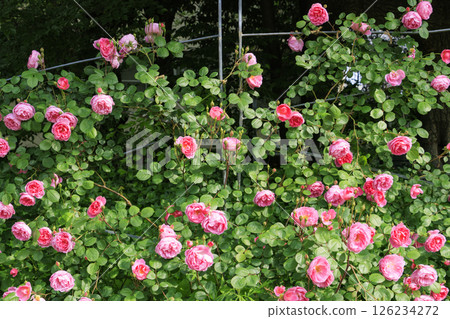 The rose garden at Utsubo Park is in full bloom 126234272