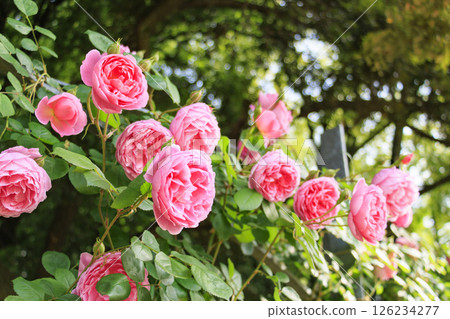 The rose garden at Utsubo Park is in full bloom 126234277