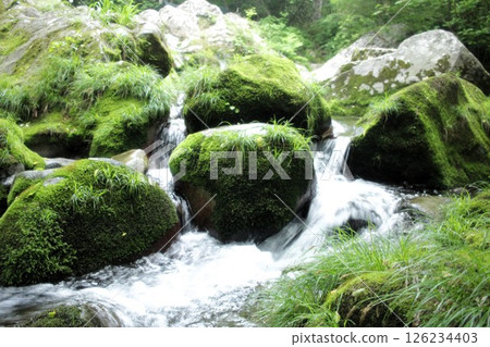 Mossy fresh greenery 126234403