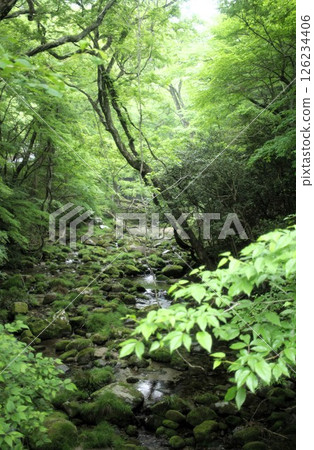 長滿青苔的新鮮綠葉 長滿青苔的新鮮綠葉 126234406