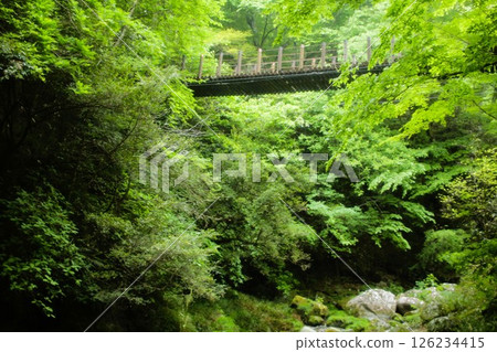 Mossy fresh greenery Mossy fresh greenery 126234415