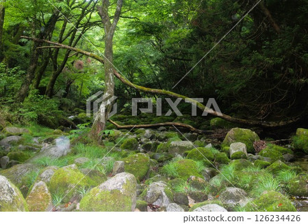 Mossy fresh greenery 126234426