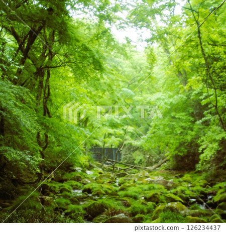 Mossy fresh greenery Mossy fresh greenery 126234437