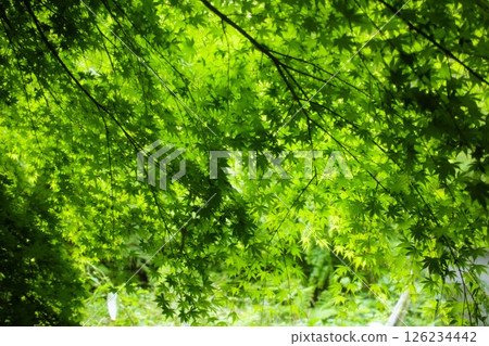 Mossy fresh greenery 126234442