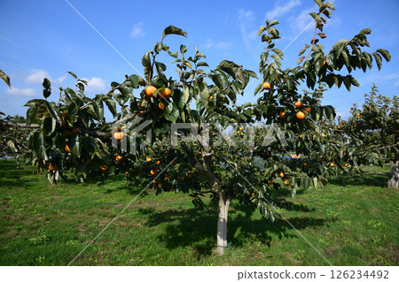 Persimmon trees in an orchard in Tsuruoka City, Yamagata Prefecture 126234492