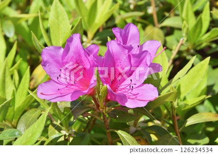 Azaleas at the Sky Farm Azaleas at the Sky Farm 126234534