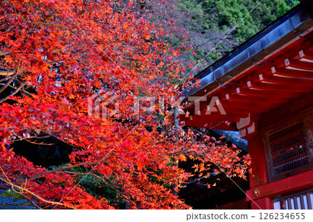 關東 - 紅葉中的大山朝聖之旅 - 紅葉映襯下的大山阿夫利神社照片 - 神奈川縣伊勢原市 (1) 關東 - 紅葉中的大山朝聖之旅 - 紅葉映襯下的大山阿夫利神社照片 - 神奈川縣伊勢原市 (1) 126234655