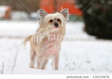 Very strange chinese crested dog in winter Very strange chinese crested dog in winter 126234676