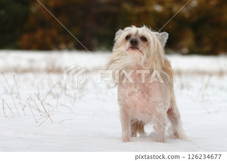 Very strange chinese crested dog in winter Very strange chinese crested dog in winter 126234677