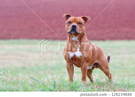 Very cute staffordshire bull terrier during spring 126234680