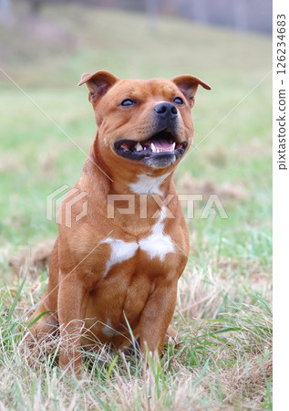 Very cute staffordshire bull terrier during spring Very cute staffordshire bull terrier during spring 126234683