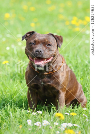 Very cute staffordshire bull terrier during spring Very cute staffordshire bull terrier during spring 126234685
