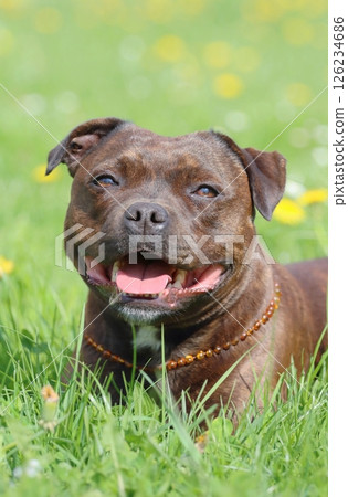 Very cute staffordshire bull terrier during spring Very cute staffordshire bull terrier during spring 126234686