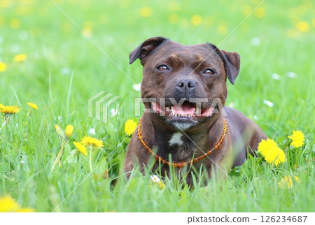 Very cute staffordshire bull terrier during spring Very cute staffordshire bull terrier during spring 126234687