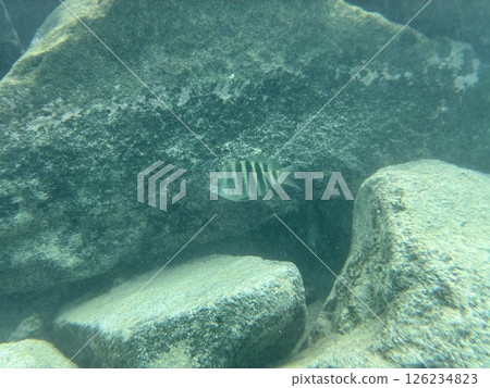 馬爾地夫度假小鎮海裡的魚 126234823