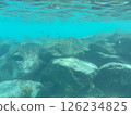 馬爾地夫度假區的水下 126234825