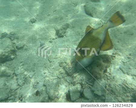 Underwater fish in the resort area of Maldives Underwater fish in the resort area of Maldives 126234829
