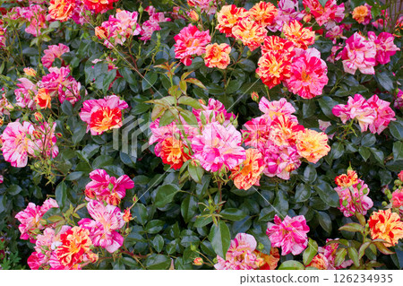 Kirari Rose 126234935