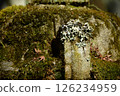 Rock with moss 126234959