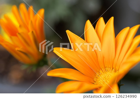 雜色菊花 126234990