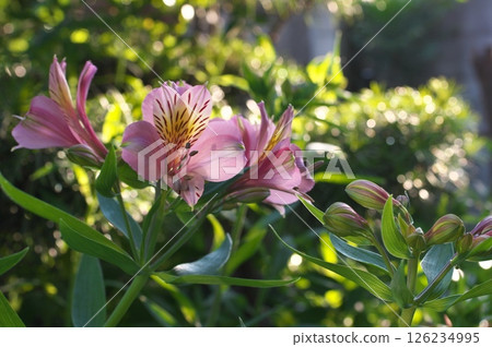 夕陽下的百合花 126234995