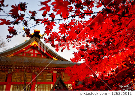 Kanto - Pilgrimage to Mt. Oyama in the autumn leaves - Image of Oyama Afuri Shrine illuminated with autumn leaves - Isehara City, Kanagawa Prefecture (11) Kanto - Pilgrimage to Mt. Oyama in the autumn leaves - Image of Oyama Afuri Shrine illuminated with autumn leaves - Isehara City, Kanagawa Prefecture (11) 126235011