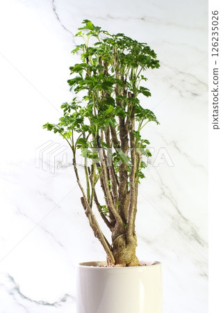 白牆與波利西亞 126235026