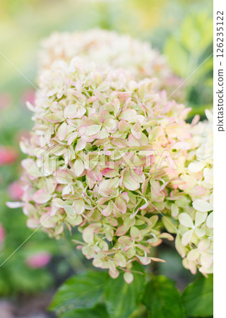 Blooming Pixio panicle hydrangea with pink and green flowers Blooming Pixio panicle hydrangea with pink and green flowers 126235122