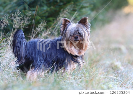 Very hairy yorkshire terrier outside Very hairy yorkshire terrier outside 126235204